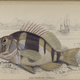 Illustration for article titled Natural History of Fishes of the Perch Family
